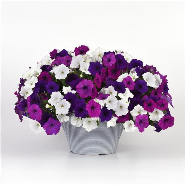 Spreading Petunia Easy Wave Great Lakes Mixture - Container