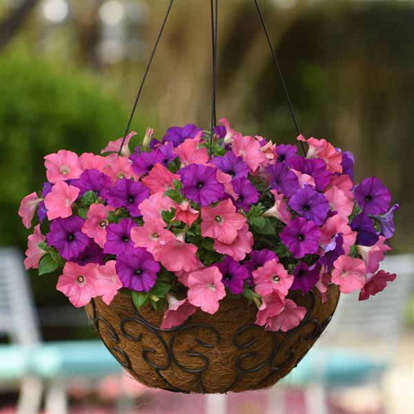Spreading Petunia Easy Wave Opposites Attract Mixture - Basket