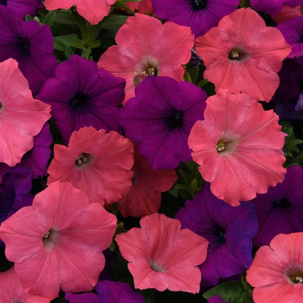 Spreading Petunia Easy Wave® Opposites Attract Mixture - Bloom