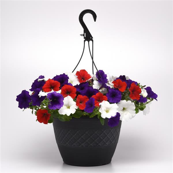 Spreading Petunia Easy Wave The Flag Mixture Improved