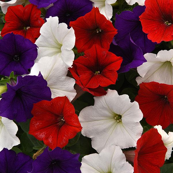 Spreading Petunia Easy Wave® The Flag Mixture Improved - Bloom
