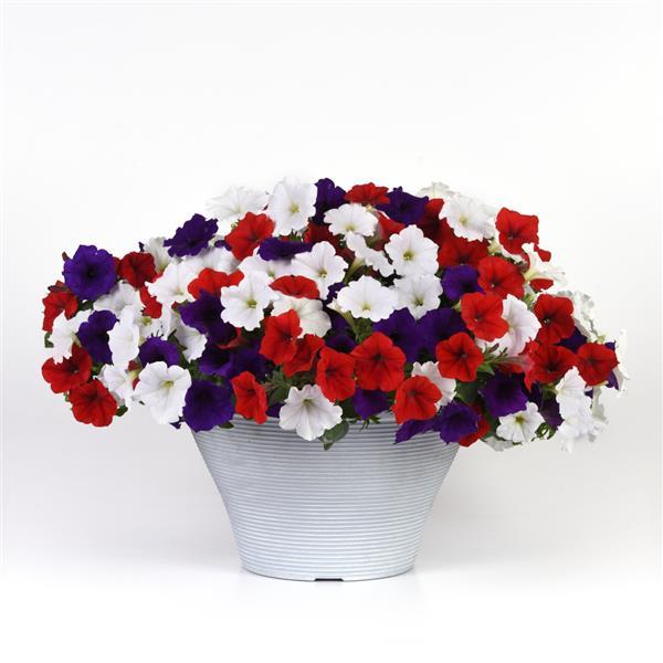 Spreading Petunia Easy Wave The Flag Mixture Improved