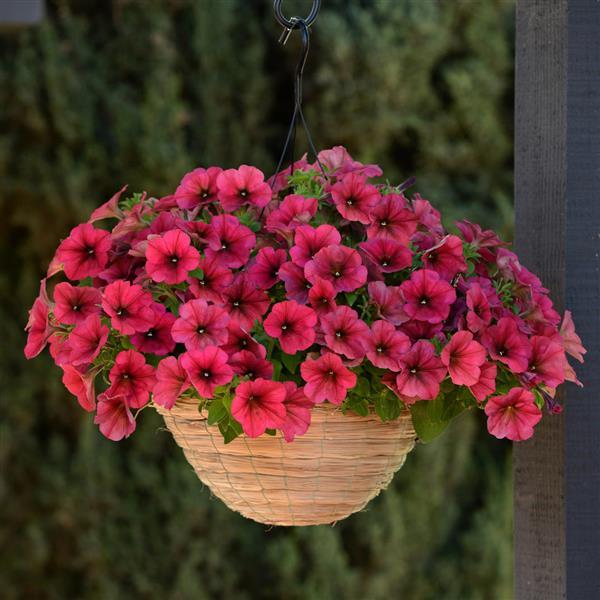 Spreading Petunia Easy Wave Berry Velour - Basket