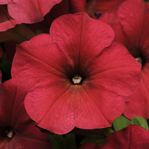 Spreading Petunia Easy Wave® Berry Velour - Bloom