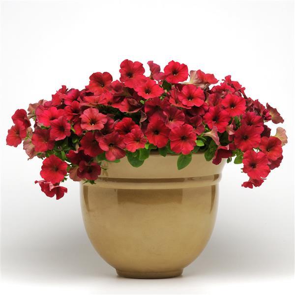 Spreading Petunia Easy Wave Berry Velour - Container