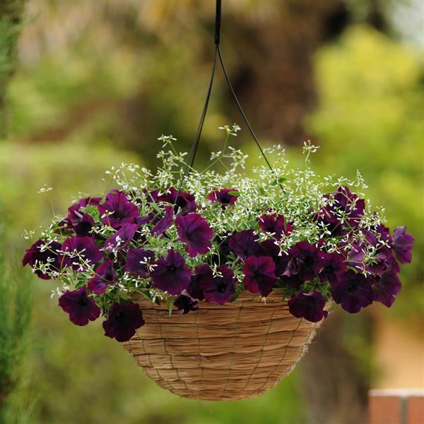 Spreading Petunia Easy Wave Burgundy Velour - Basket
