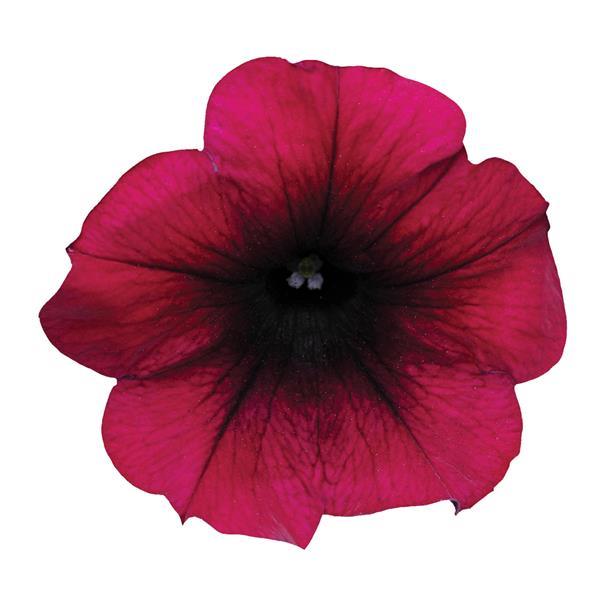 Spreading Petunia Easy Wave® Burgundy Velour - Bloom