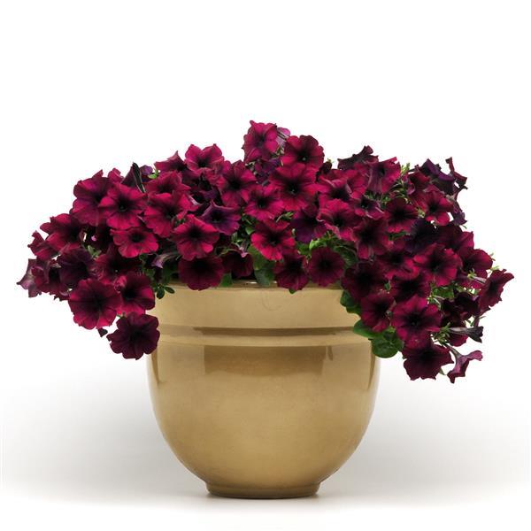 Spreading Petunia Easy Wave Burgundy Velour - Container