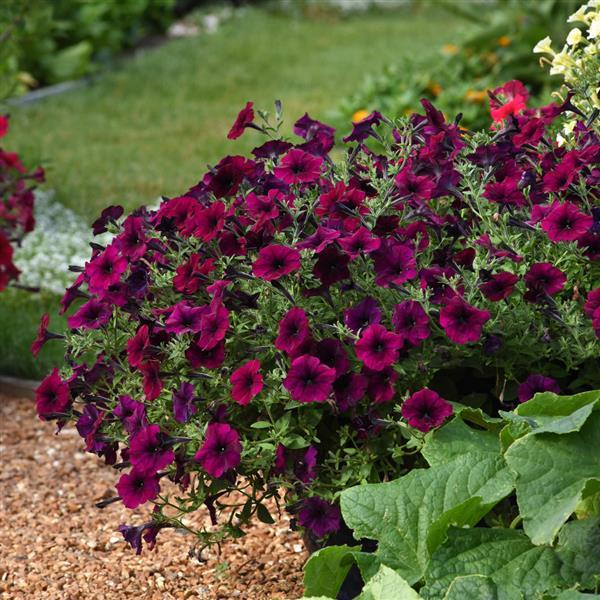 Spreading Petunia Easy Wave Burgundy Velour - Landscape