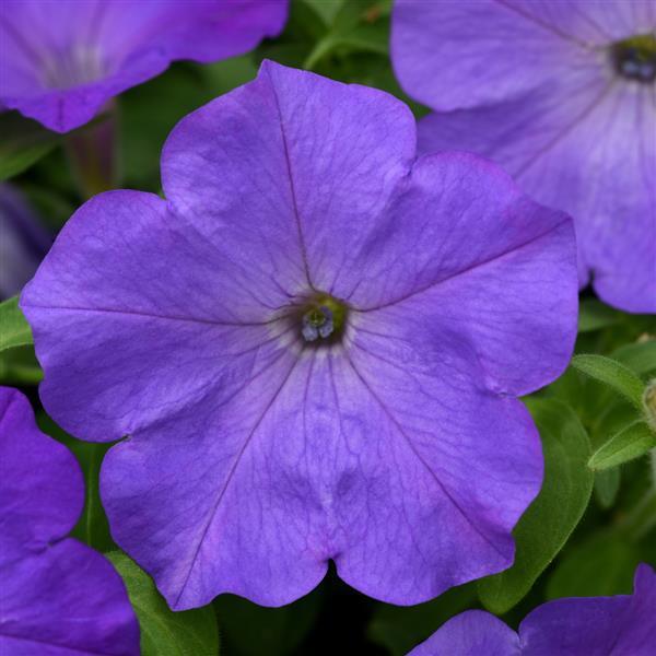 Spreading Petunia Easy Wave® Lavender Sky Blue - Bloom