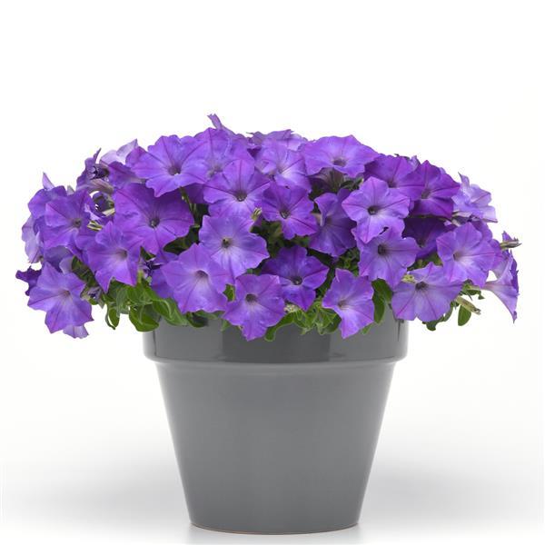 Spreading Petunia Easy Wave Lavender Sky Blue - Container