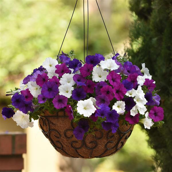 Spreading Petunia Easy Wave Great Lakes Mixture Improved - Basket