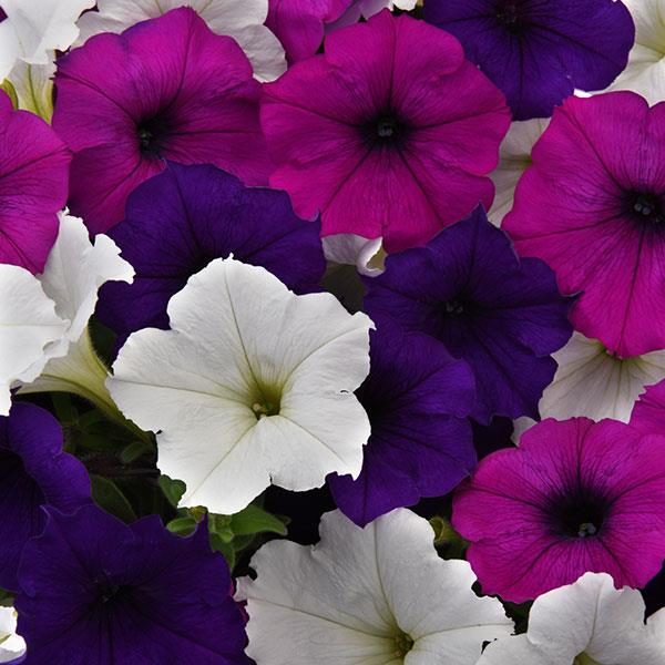 Spreading Petunia Easy Wave® Great Lakes Mixture Improved - Bloom