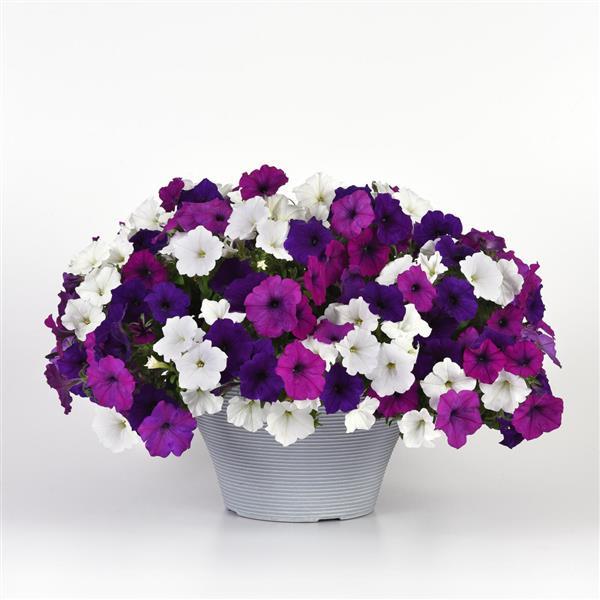 Spreading Petunia Easy Wave Great Lakes Mixture Improved