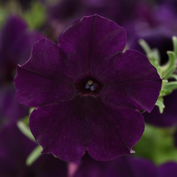Spreading Petunia Easy Wave® Navy Velour - Bloom