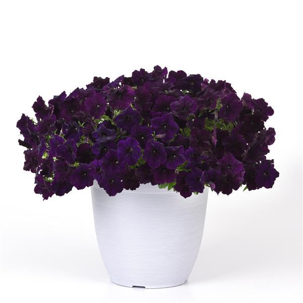 Spreading Petunia Easy Wave Navy Velour - Container