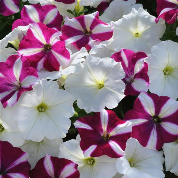 Spreading Petunia Easy Wave® Starfish Mixture Improved