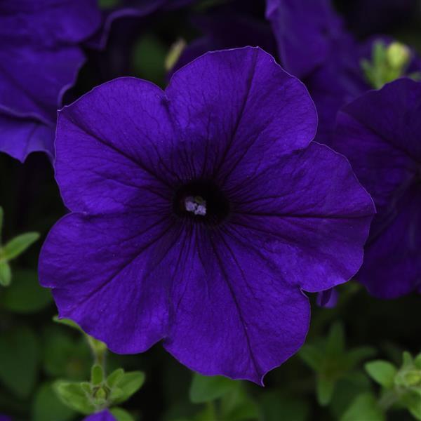 Spreading Petunia E3 Easy Wave® Blue - Bloom