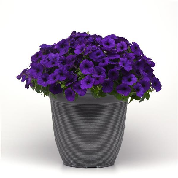Spreading Petunia E3 Easy Wave Blue - Container