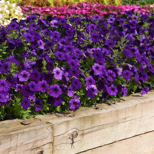 Spreading Petunia E3 Easy Wave Blue - Landscape
