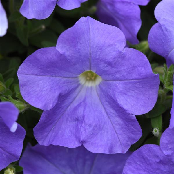 Spreading Petunia E3 Easy Wave® Sky Blue - Bloom