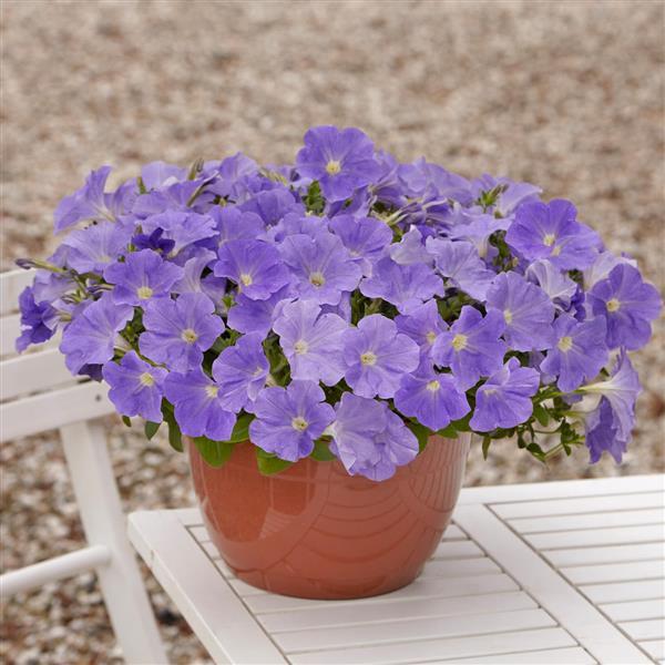 Spreading Petunia E3 Easy Wave Sky Blue - Container