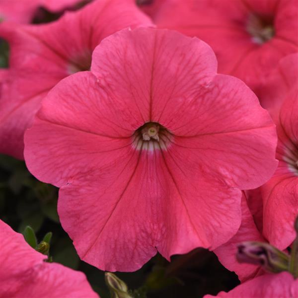Spreading Petunia E3 Easy Wave® Coral - Bloom