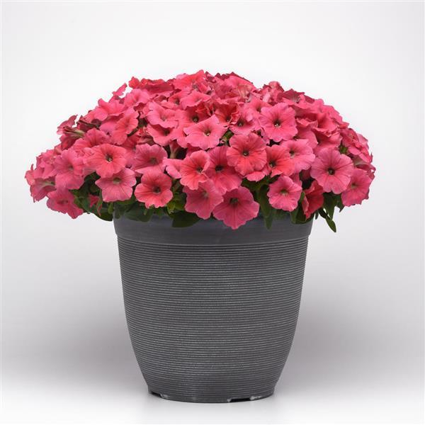 Spreading Petunia E3 Easy Wave Coral - Container