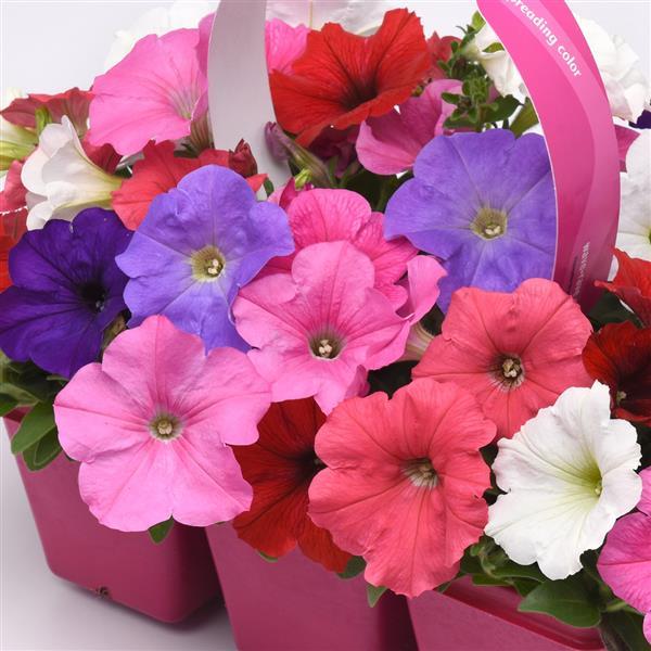 Spreading Petunia E3 Easy Wave Formula Mixture - Bloom