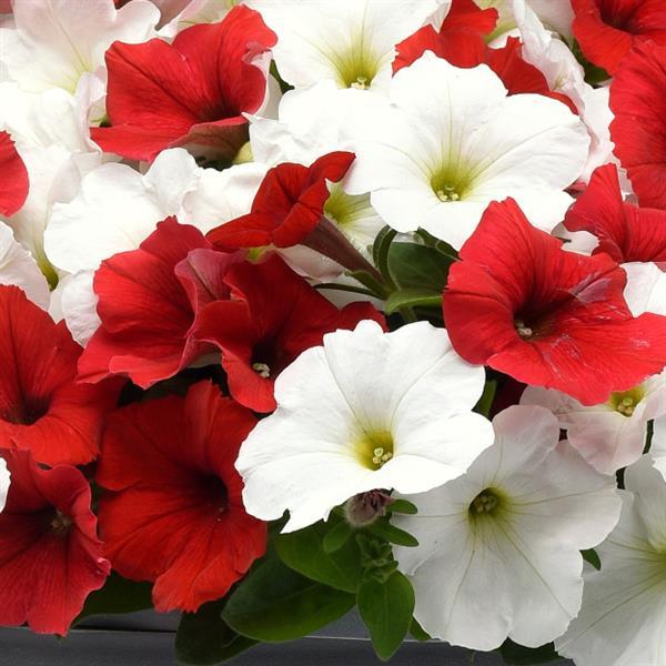 Spreading Petunia E3 Easy Wave® Peppermint Mixture - Bloom