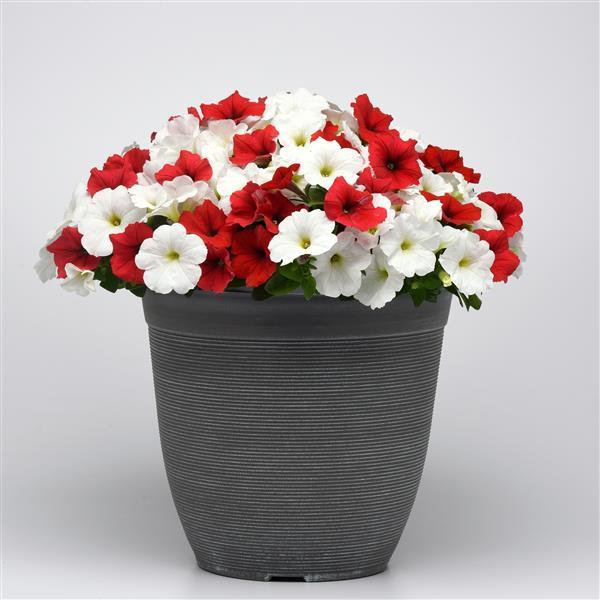 Spreading Petunia E3 Easy Wave Peppermint Mixture - Container