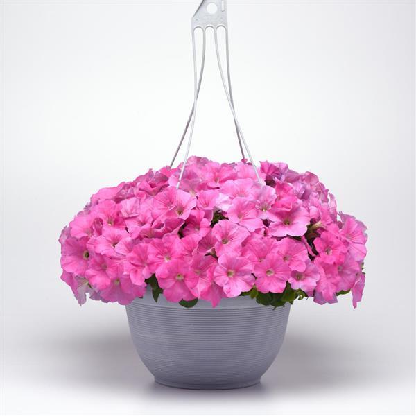 Spreading Petunia E3 Easy Wave Pink - Basket