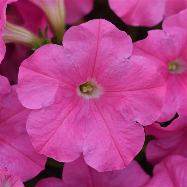 Spreading Petunia E3 Easy Wave® Pink - Bloom