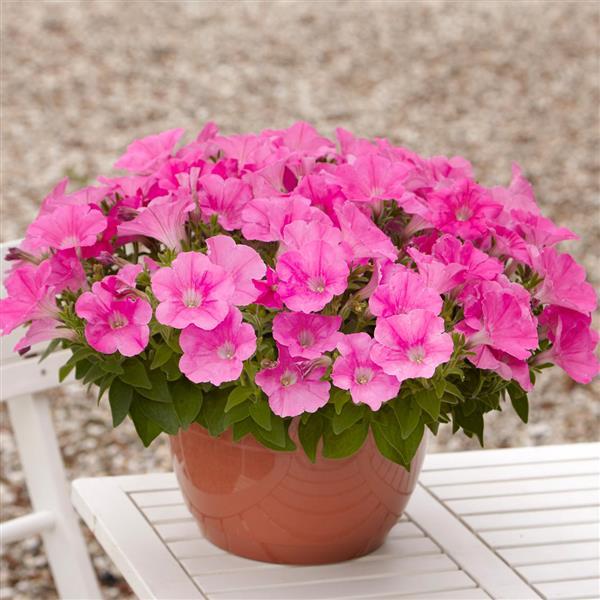 Spreading Petunia E3 Easy Wave Pink - Container