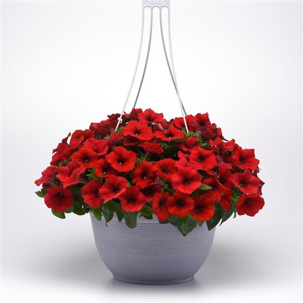 Spreading Petunia E3 Easy Wave Red - Basket