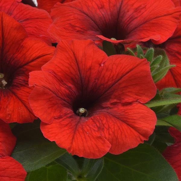 Spreading Petunia E3 Easy Wave® Red - Bloom