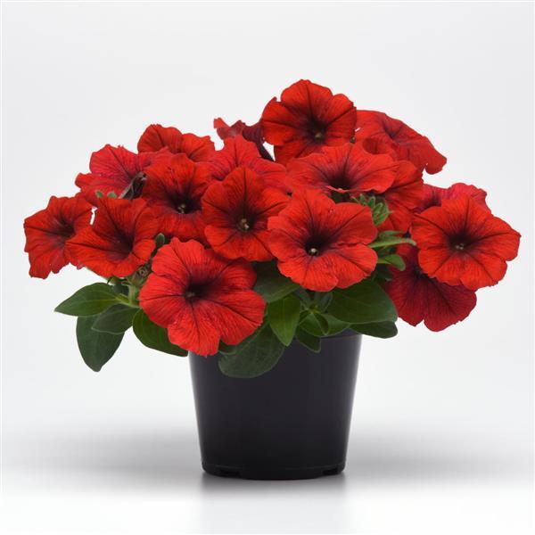 Spreading Petunia E3 Easy Wave Red - Container