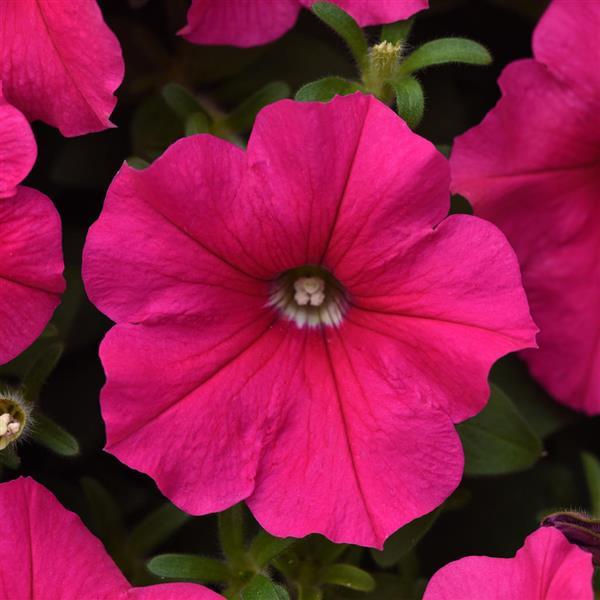 Spreading Petunia E3 Easy Wave Rose - Bloom