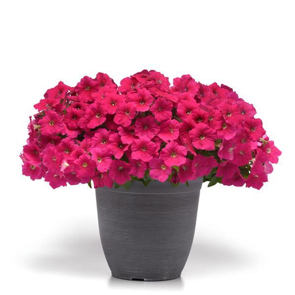 Spreading Petunia E3 Easy Wave Rose - Container