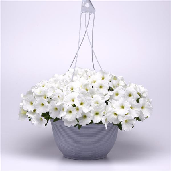 Spreading Petunia E3 Easy Wave White - Basket