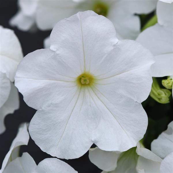 Spreading Petunia E3 Easy Wave® White - Bloom