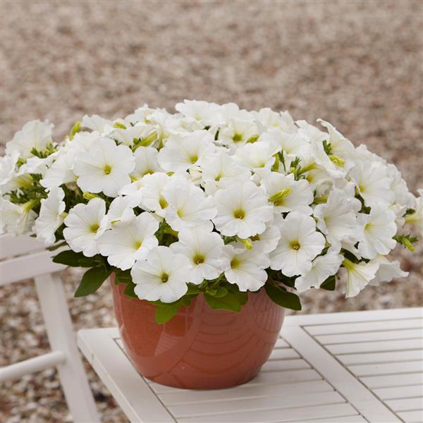 Spreading Petunia E3 Easy Wave White - Container