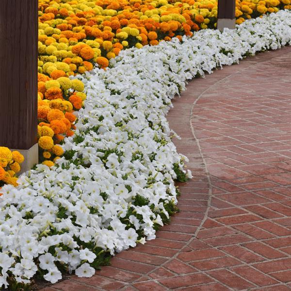 Spreading Petunia E3 Easy Wave White - Landscape