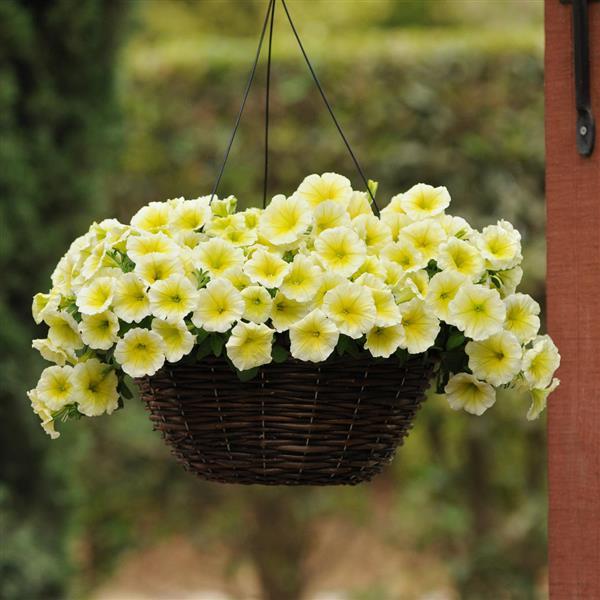 Spreading Petunia E3 Easy Wave Yellow - Basket