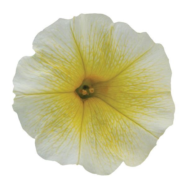 Spreading Petunia E3 Easy Wave® Yellow - Bloom