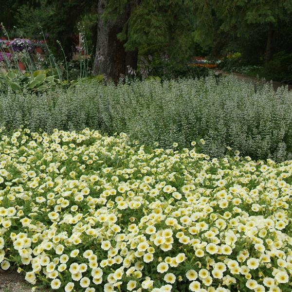 Spreading Petunia E3 Easy Wave Yellow - Commercial Landscape 1