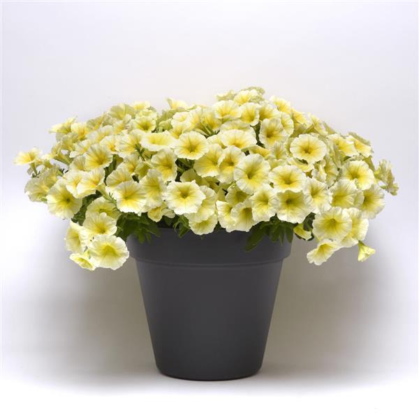 Spreading Petunia E3 Easy Wave Yellow - Container