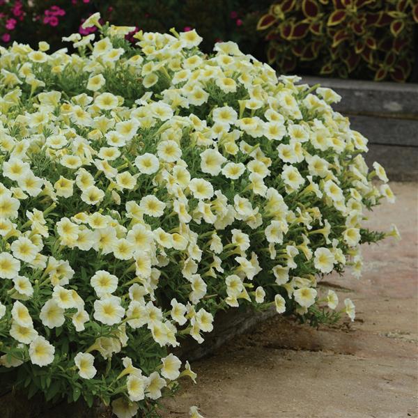 Spreading Petunia E3 Easy Wave Yellow - Landscape