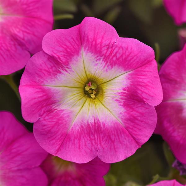 Spreading Petunia E3 Easy Wave® Rose Morn - Bloom