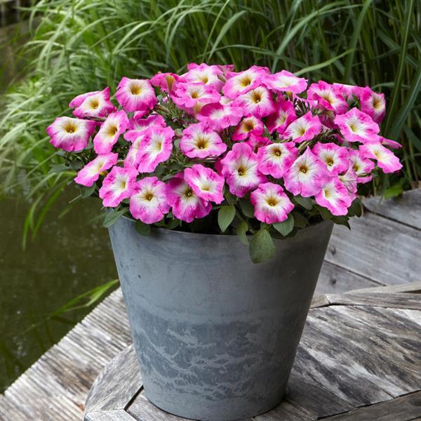 Spreading Petunia E3 Easy Wave Rose Morn - Container